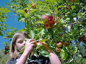 autumn picking apples in the indian summer