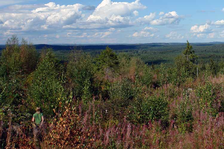 Hiking in Finland - Sinivuori, along nature trails and wilderness trails.