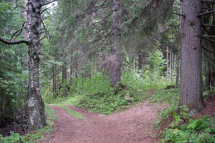 Walking in the Finnish countryside, near the Penttilä cottage in the old forest at the abandoned Nojola farm.