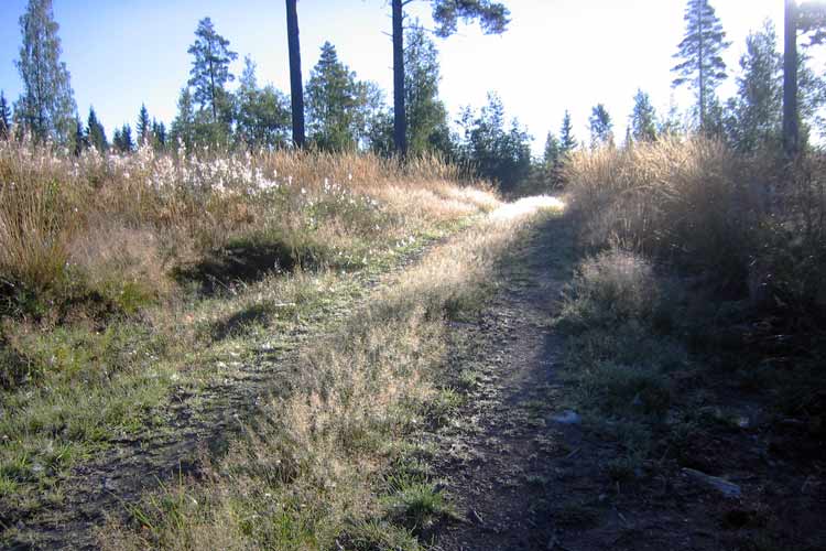 Walking in the Finnish countryside, near the Penttilä cottage in the old forest at the abandoned Nojola farm.