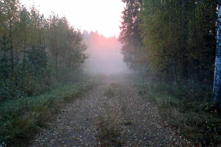 Walking in the Finnish countryside, near the Penttilä cottage in the old forest at the abandoned Nojola farm.