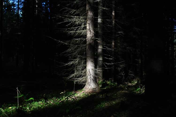Sunlit old fir tree - Wwere once there were fields and meadows, there are forests. This fir must be half a century old.