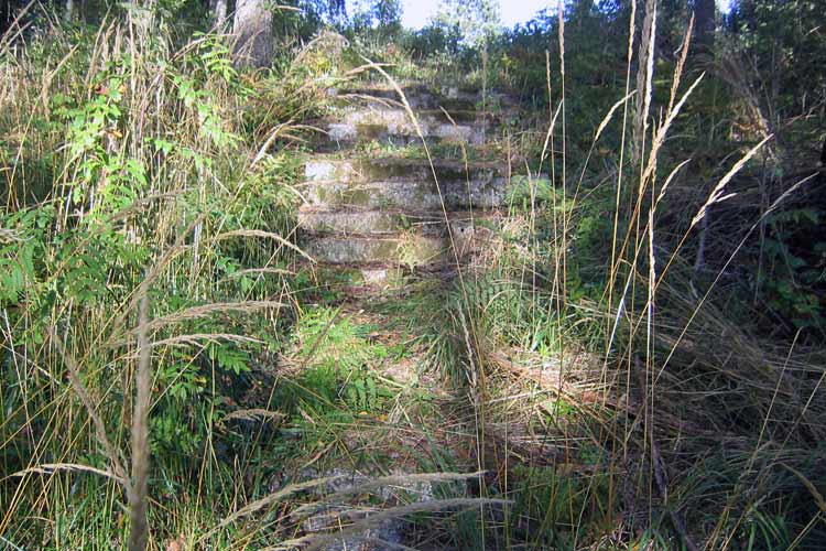 The white anemones (Anemone nemorosa) surround and envelop the granite steps.