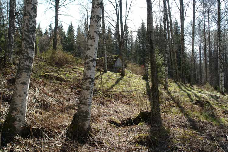 To the north of the stone steps is an old earth cellar made from the wood of trees felled on Penttilä estate.