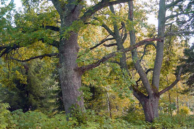 The three oldest oak trees this far north on earth.