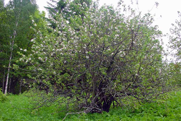 One of the few surviving apple trees om Penttilä Estate.