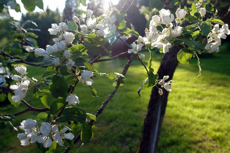 The van Gogh Apple Tree - one of the few surviving apple trees om Penttilä Estate survived the excavations.