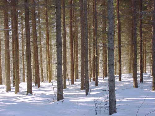 skiing skiën winter cottages zomerhuisjes - skandinavia - skiing, snowboarding, dogsleds, snow mobiles, trekking, fishing, swimming and sauna holidays - vacations in your own cottage in south east Finland - summer, fall, autumn, winter and spring at Penttilä Gardens