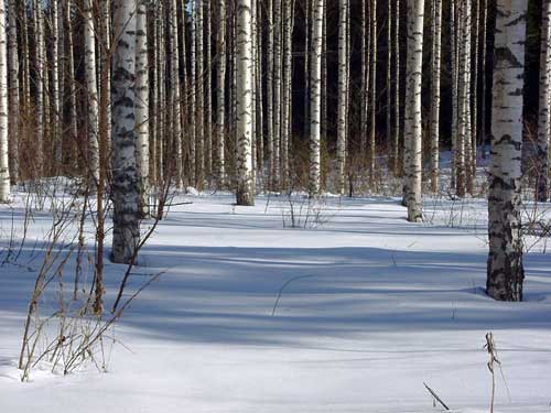 skiing skiën winter cottages zomerhuisjes - skandinavia - skiing, snowboarding, dogsleds, snow mobiles, trekking, fishing, swimming and sauna holidays - vacations in your own cottage in south east Finland - summer, fall, autumn, winter and spring at Penttilä Gardens