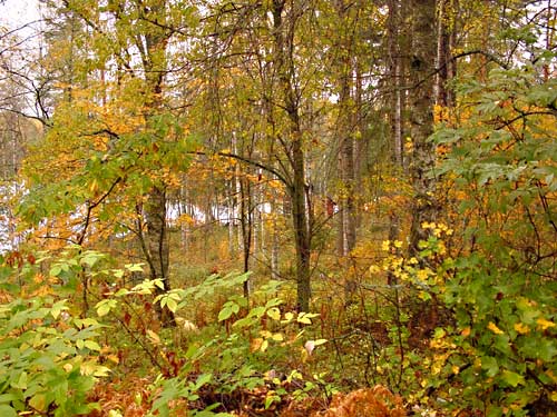 autumn cottages - the fall in your own cottage in south east Finland RUSKA at Penttilä Gardens