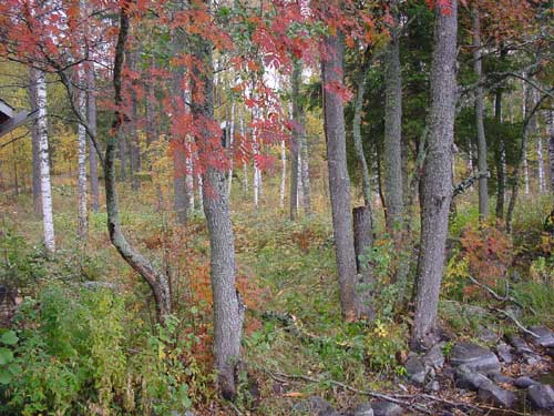 autumn cottages - the fall in your own cottage in south east Finland RUSKA at Penttilä Gardens
