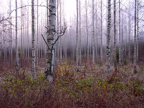 autumn cottages - the fall in your own cottage in south east Finland RUSKA at Penttilä Gardens