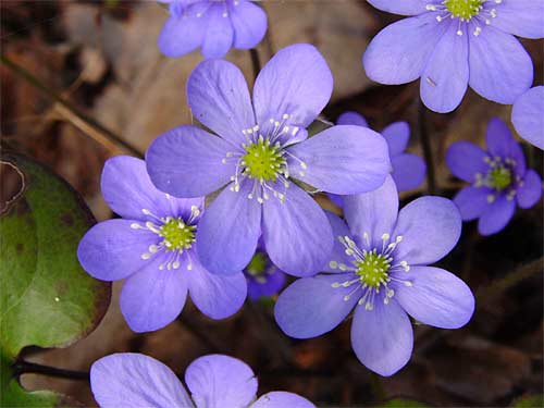 Spring cottages and sauna holidays - vacations in your own cottage in south east Finland - experience the Finnish spring at Penttilä Gardens.