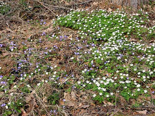 Spring cottages and sauna holidays - vacations in your own cottage in south east Finland - experience the Finnish spring at Penttilä Gardens.